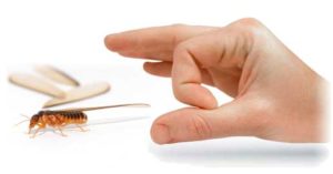 termite treatment, termite control, termite control services in hyderabad, termite treatment in hyderabad, pest control services in hyderabad, pest control,