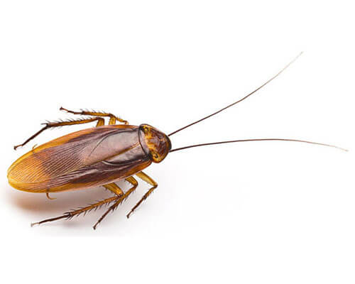 cockroach control, cockroach treatment