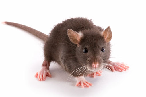 rodent pest control services